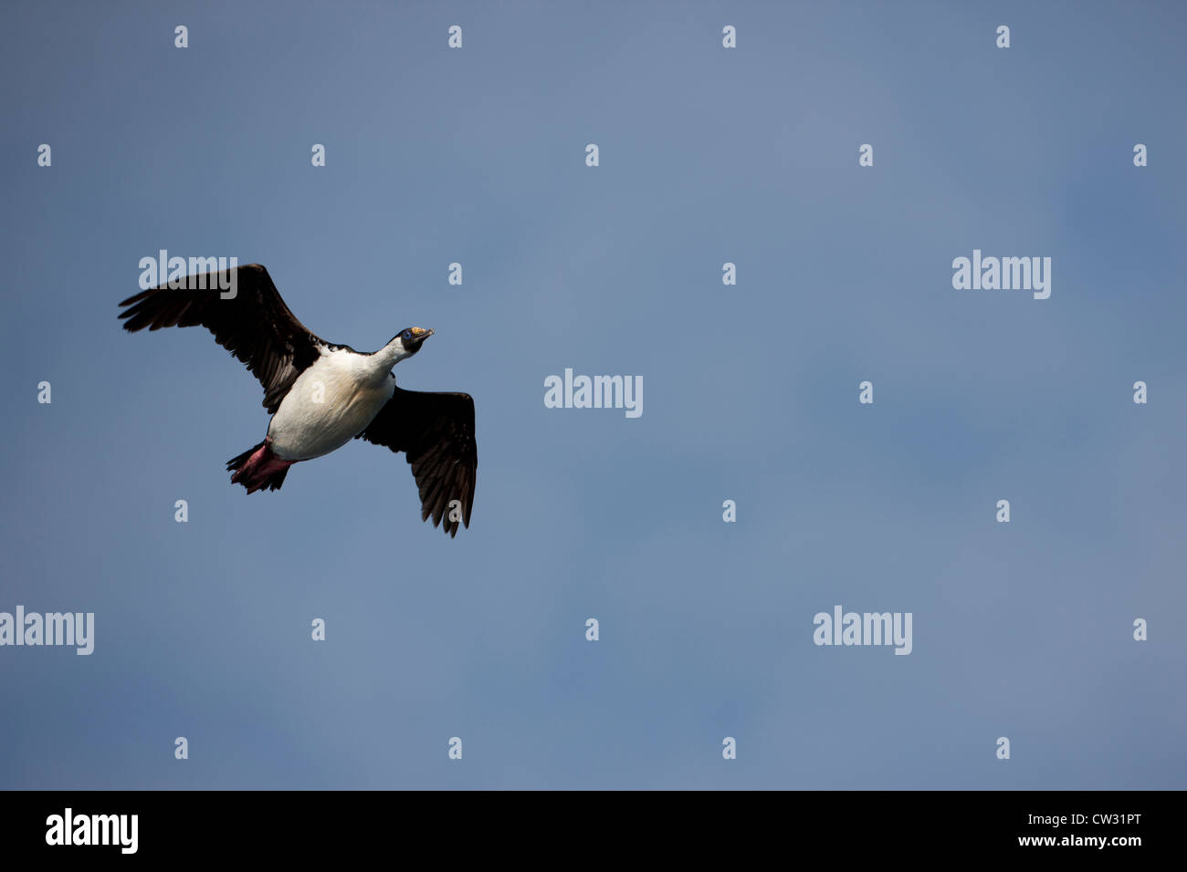 South Georgia Shag (Phalacrocorax georgianus) in flight near Shag Rocks in the Scotia Sea near South Georgia Island. Stock Photo