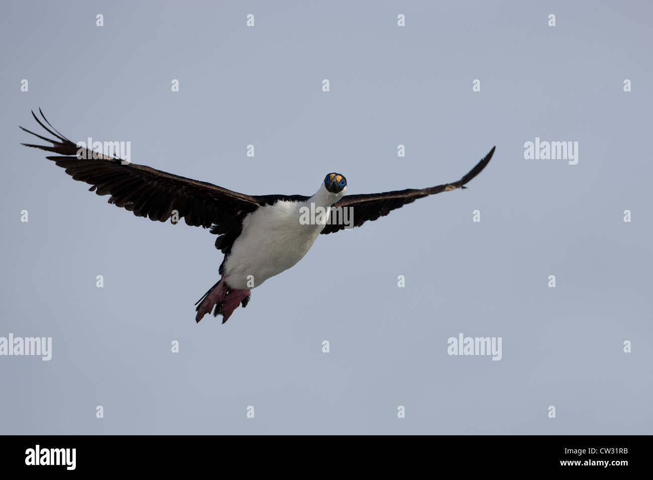 South Georgia Shag (Phalacrocorax georgianus) in flight near Shag Rocks in the Scotia Sea near South Georgia Island. Stock Photo