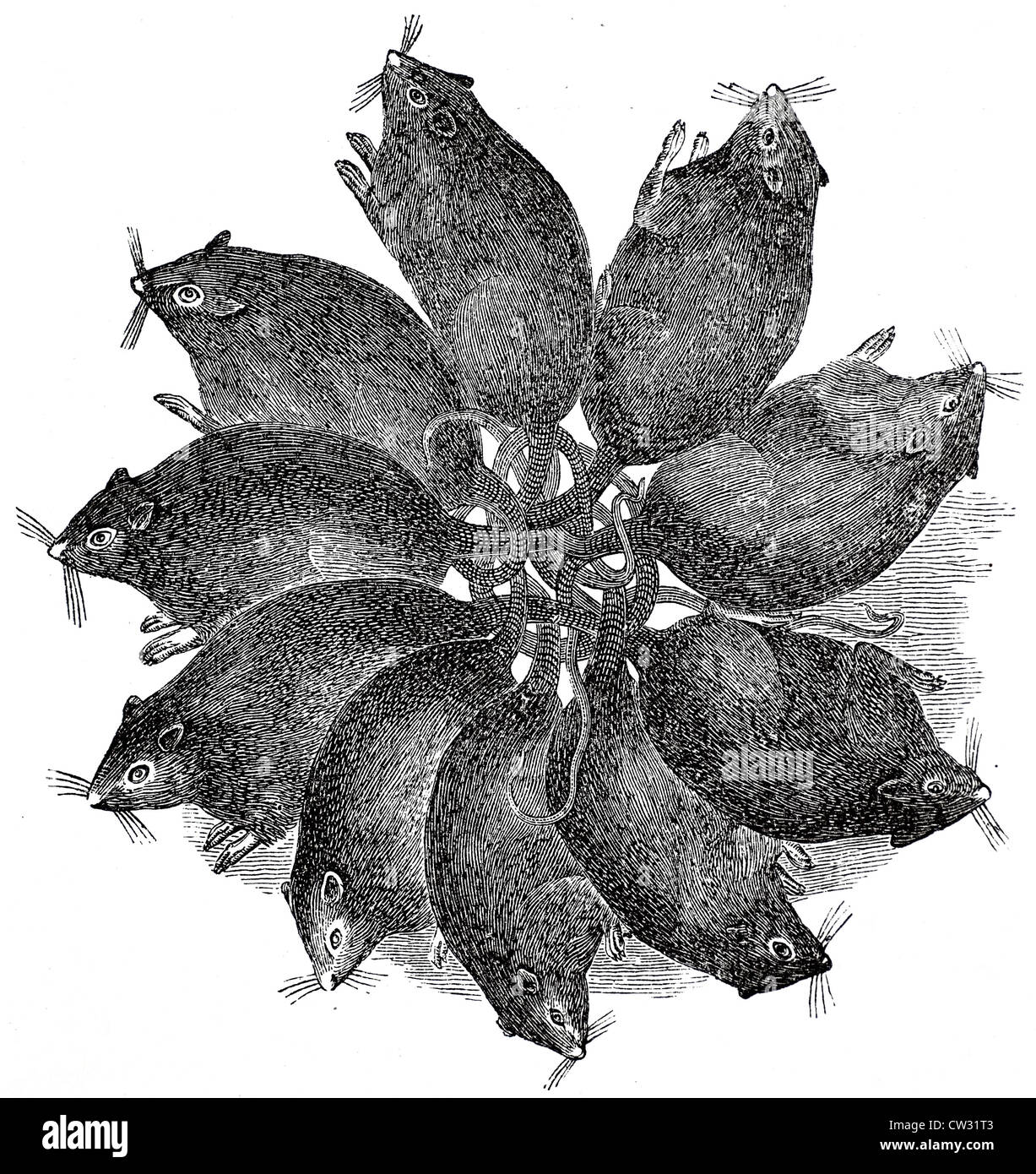 The Rat King from TLoU2 in anterior (A) and posterior (B) views. Images