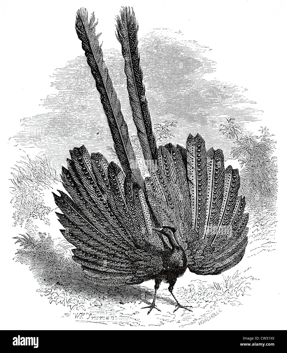 The Argus pheasant or Morgin Stock Photo