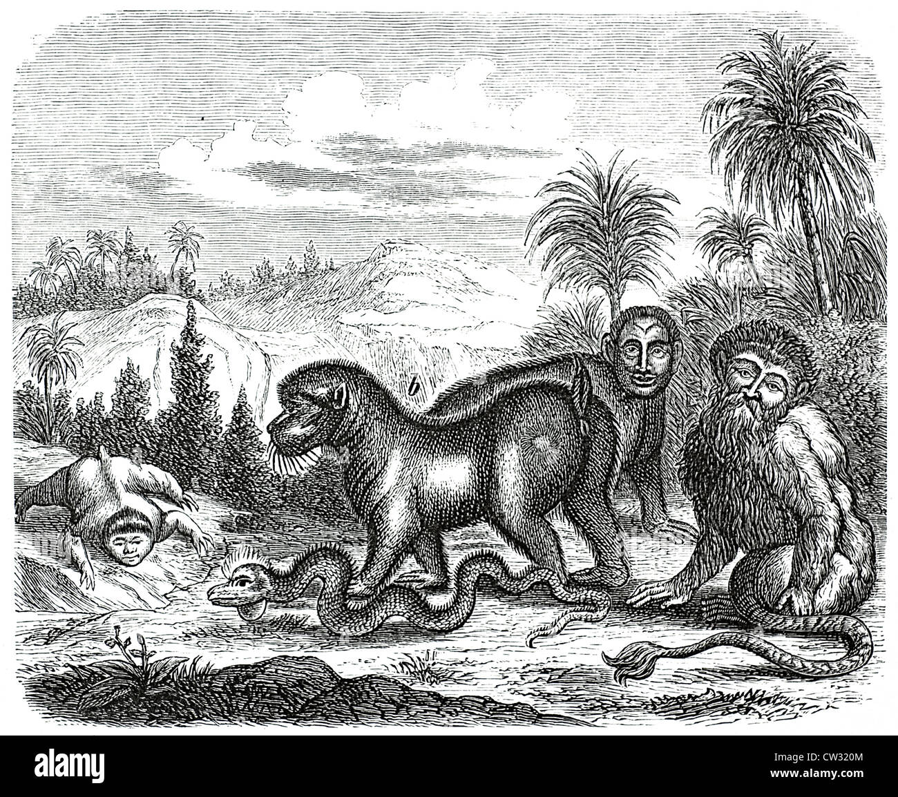 The Kajon, Baboon, sloth, and the Iguana Snake Stock Photo