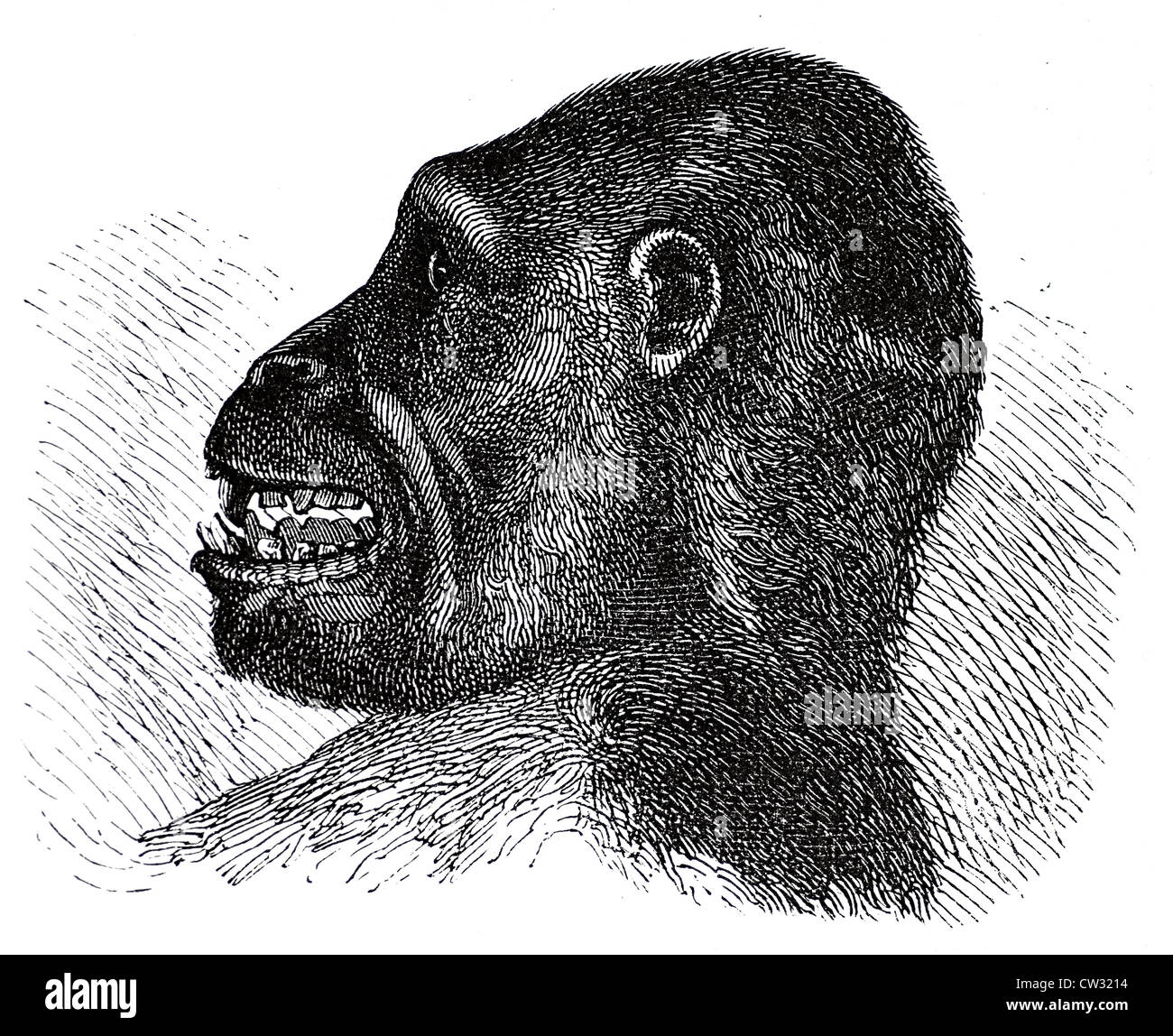 Head of the gorilla Stock Photo