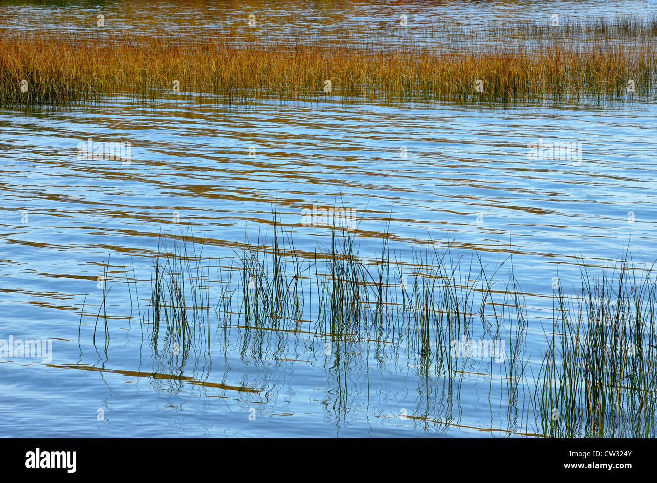 Bulrush (Scirpus lacustris) colony in Lake Mindemoya,  Manitoulin Island,, Mindemoya, Ontario, Canada Stock Photo