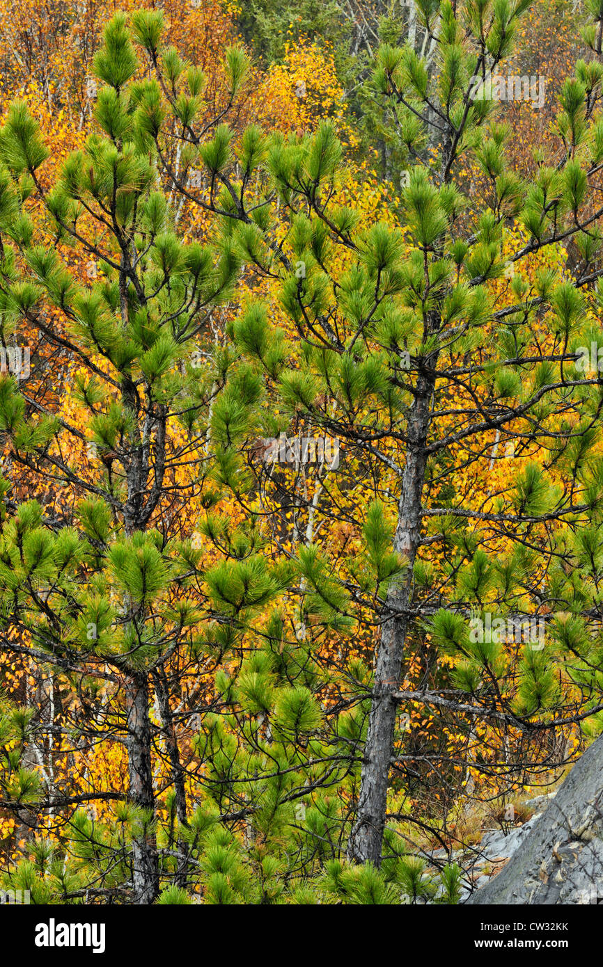 Red pines (Pinus resinosa) on a hillside in late autumn, Greater Sudbury, Ontario, Canada Stock Photo