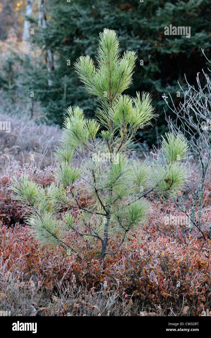 Frosted red pine (Pinus resinosa) and blueberry shrubs in autumn, Greater Sudbury, Ontario, Canada Stock Photo