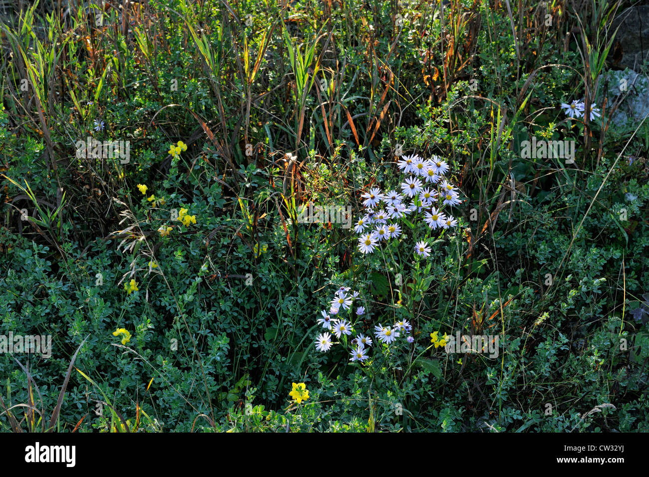 Aster flowers with morning dew, Greater Sudbury, Ontario, Canada Stock Photo