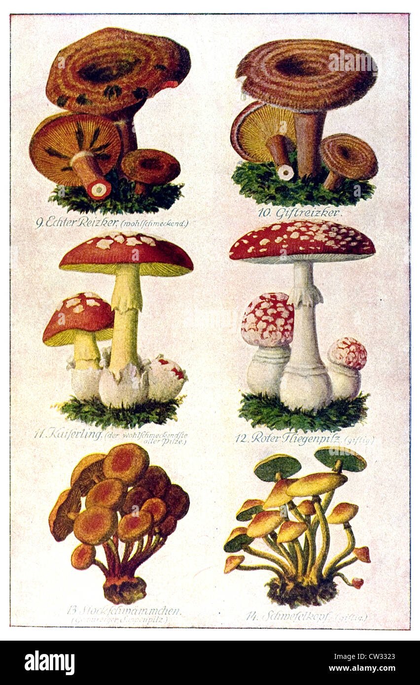Our best edible mushrooms Stock Photo - Alamy