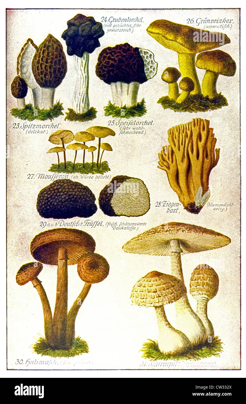 Popular edible mushrooms of various kinds Stock Photo Alamy