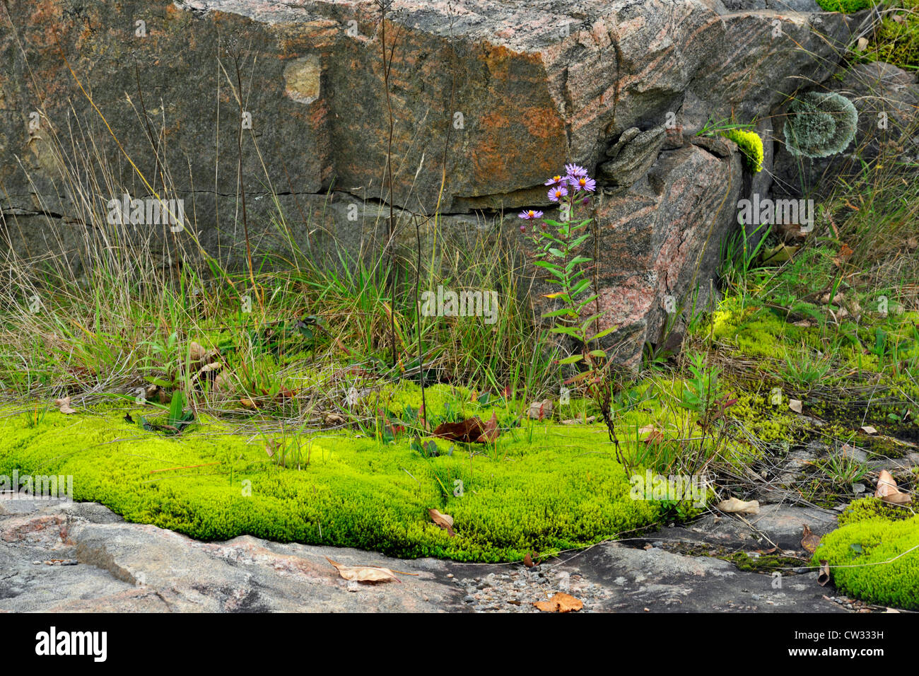 Pohlia moss colonies on granite outcrops with aster and grasses, Rosseau, Ontario, Canada Stock Photo