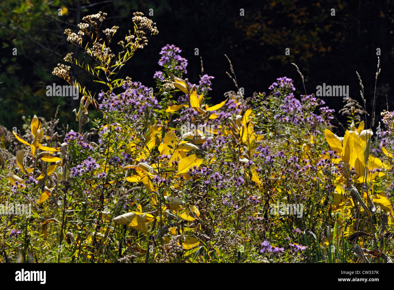 Milkweed (Asclepias syriaca) and asters, Rosseau, Ontario, Canada Stock Photo