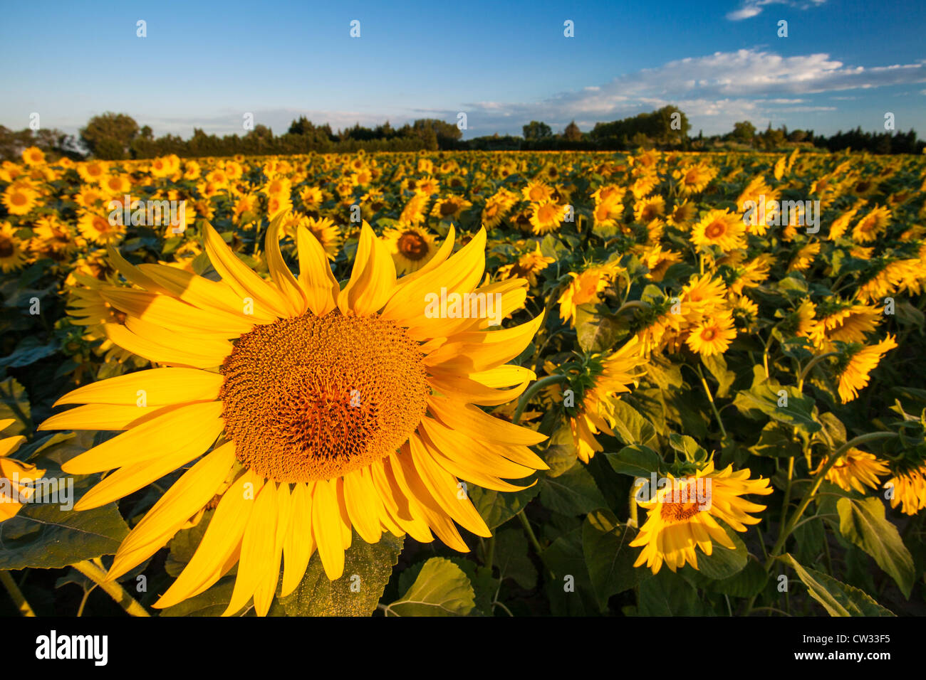 Sunflower field france morning hi-res stock photography and images - Alamy