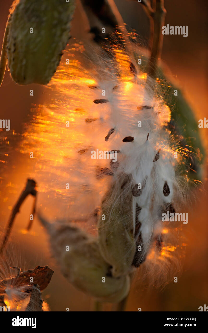 Common milkweed (Asclepias syriaca) Bursting seed pods, Manitoulin Is. Mindemoya, Ontario, Canada Stock Photo