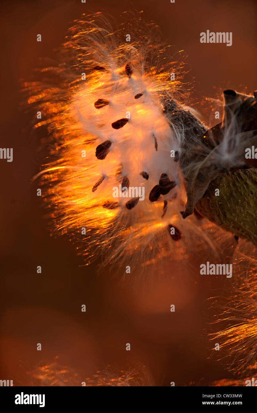 Bursting seed pod hi-res stock photography and images - Alamy