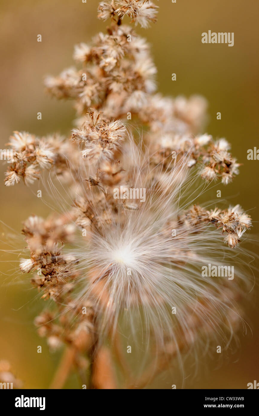 Common milkweed (Asclepias syriaca) Wind dispersed seed clinging to a goldenrod., Greater Sudbury, Ontario, Canada Stock Photo