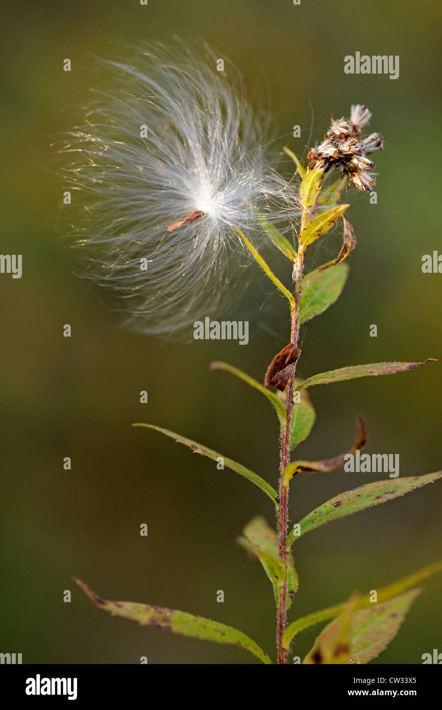 Common milkweed (Asclepias syriaca) Wind dispersed seed clinging to a goldenrod., Greater Sudbury, Ontario, Canada Stock Photo