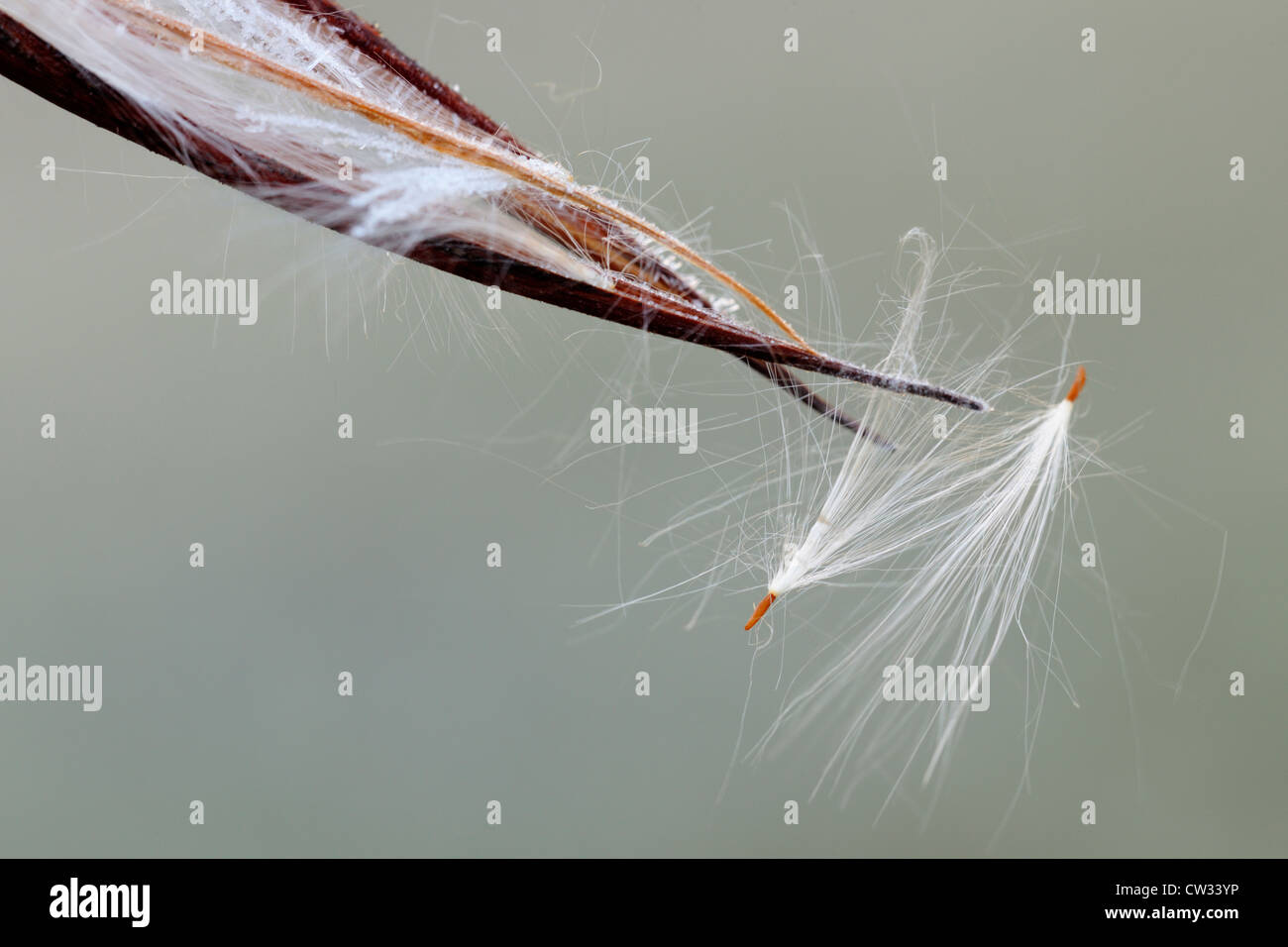 Spreading dogbane (Apocynum androsaemifolium) Bursting seedpod with frost, Greater Sudbury, Ontario, Canada Stock Photo