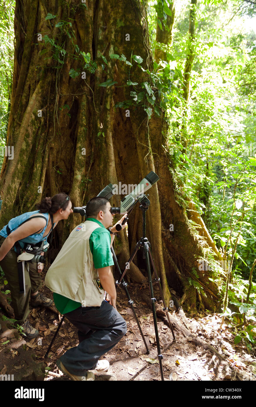 Monteverde Cloud Forest Preserve, Costa Rica: Tourist and guide using spotting scopes.   Editorial Use Only. Stock Photo