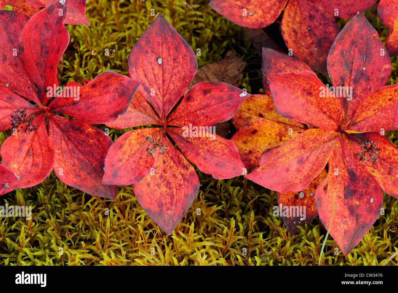 Bunchberry (Cornus canadensis) Reddening leaves in autumn, Algonquin Provincial Park, Ontario, Canada Stock Photo