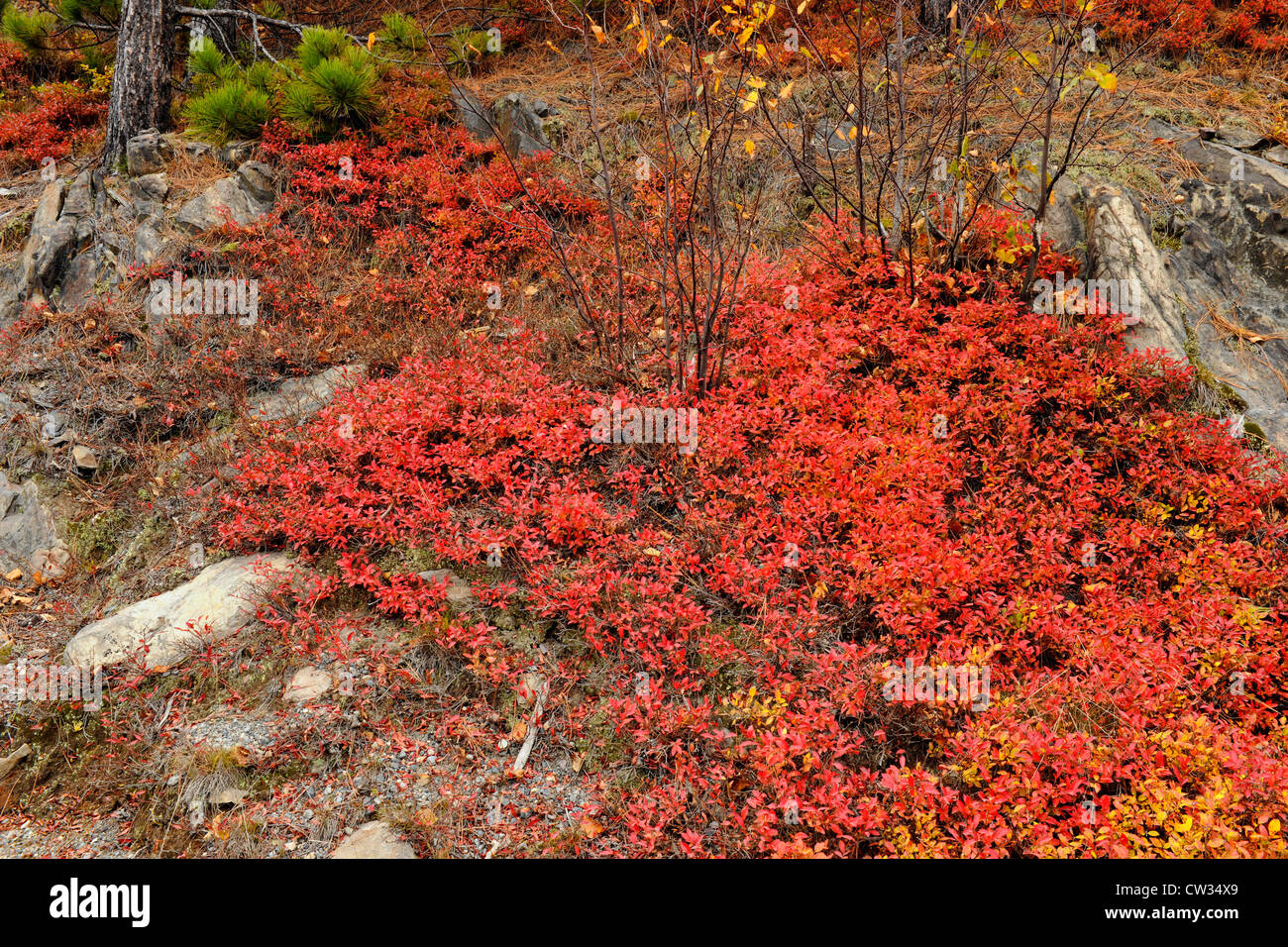 Lowbush Blueberry (Vaccinium angustifolium) autumn leaves, Greater
