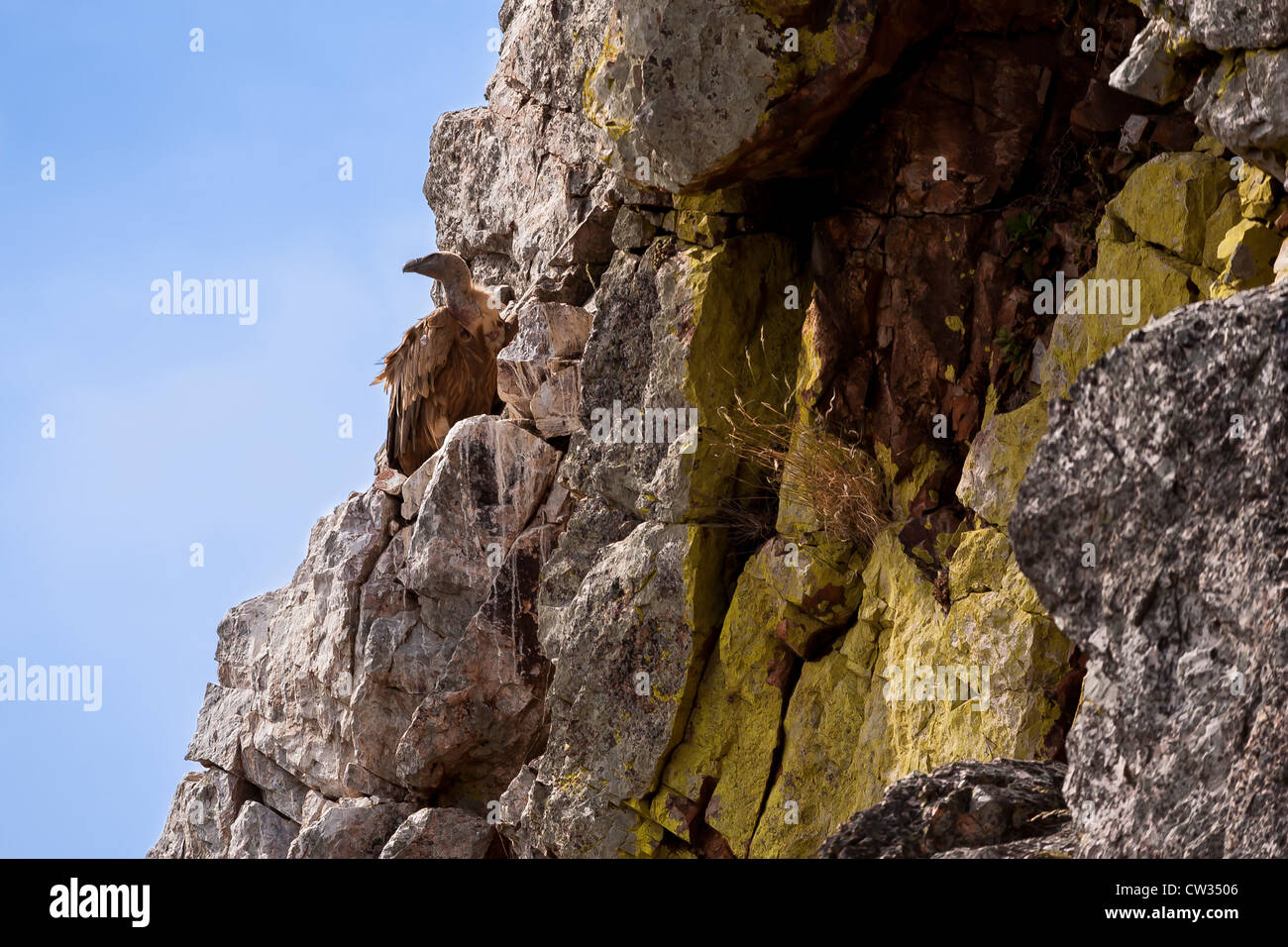 Griffon Vulture on nest in rocks, Monfrague National Park, Extremadura, Spain, Europe. Stock Photo