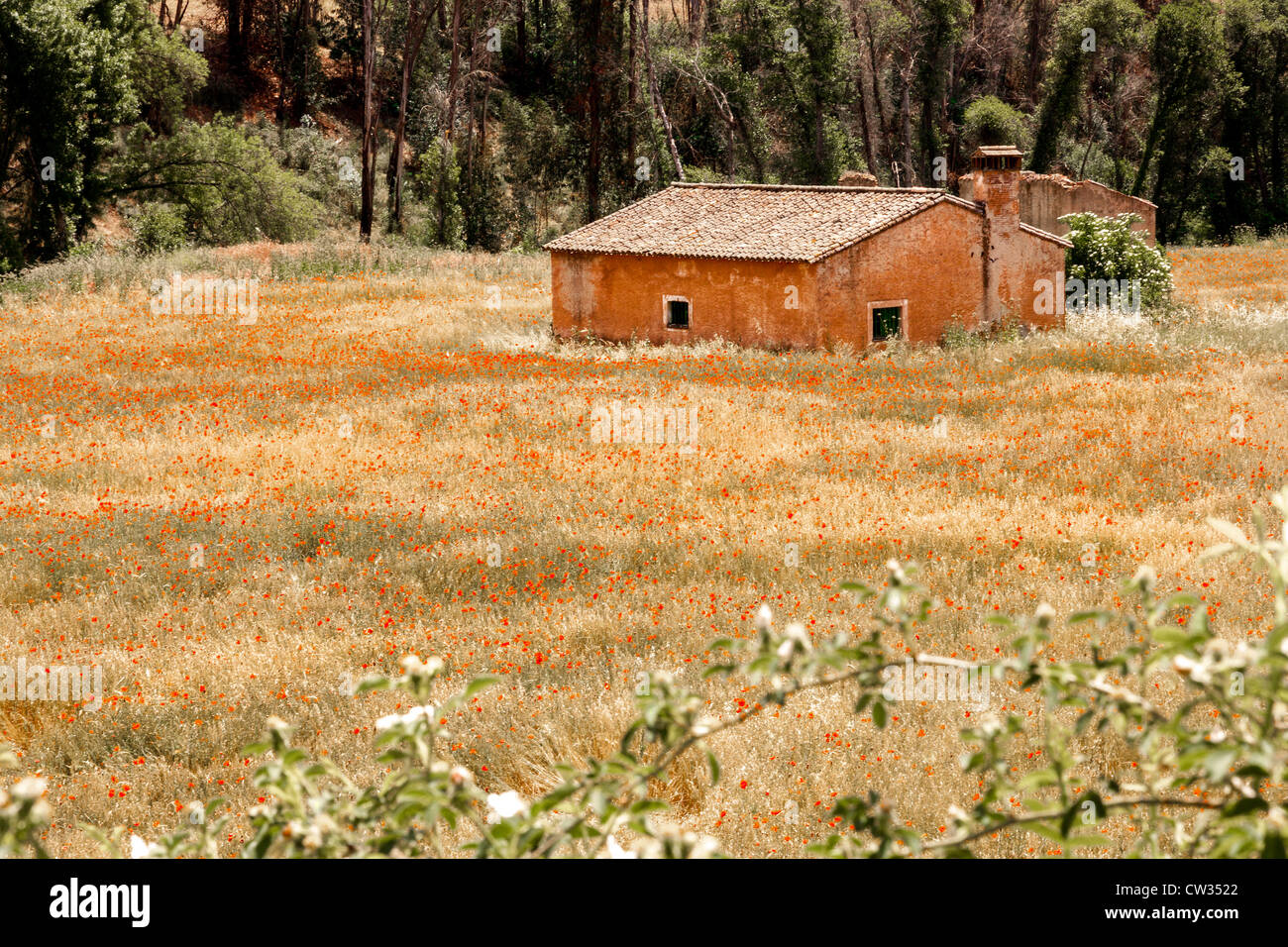 Old ruined farm house in field of wild grass and poppies. Andalusia, Spain, Europe. Stock Photo