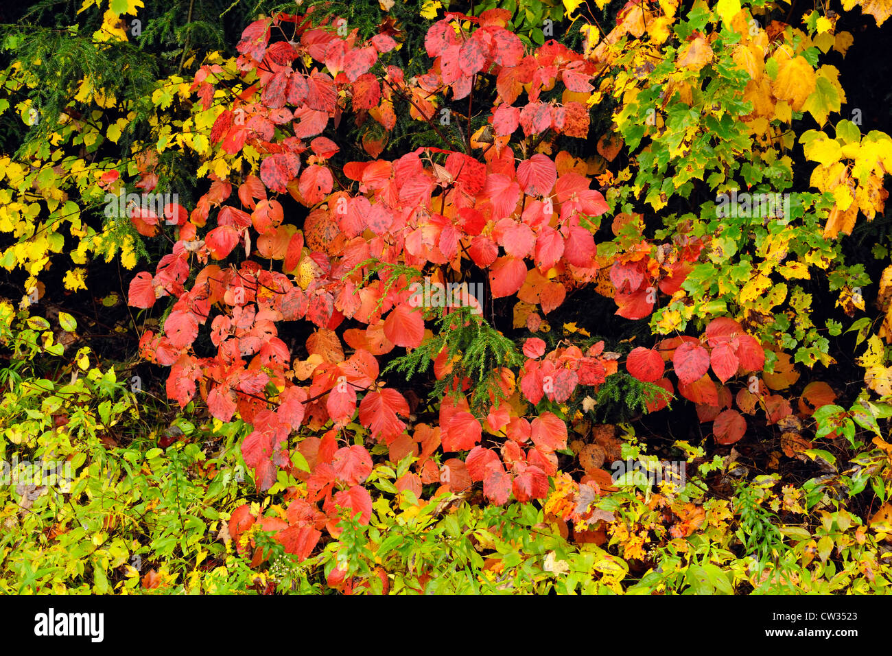 Viburnum lantanoides (hobblebush) Autumn colour, Algonquin Provincial Park, Ontario, Canada Stock Photo