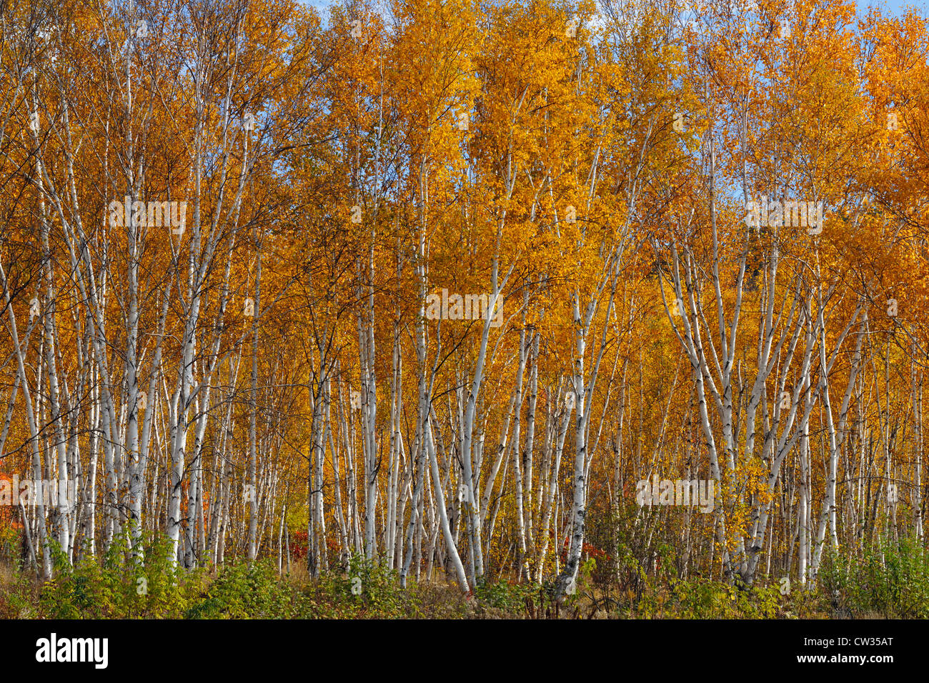 White birch (Betula papyrifera) woodlot in autumn, Greater Sudbury, Ontario, Canada Stock Photo