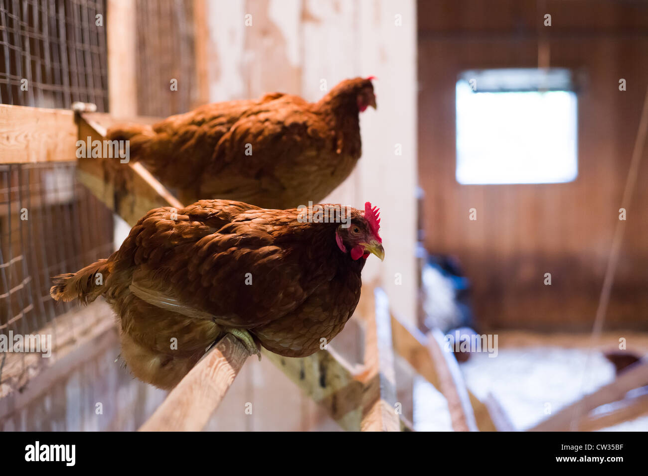 Chicken in a chicken coop, at Riverdale Farm, Toronto , Canada. Stock Photo