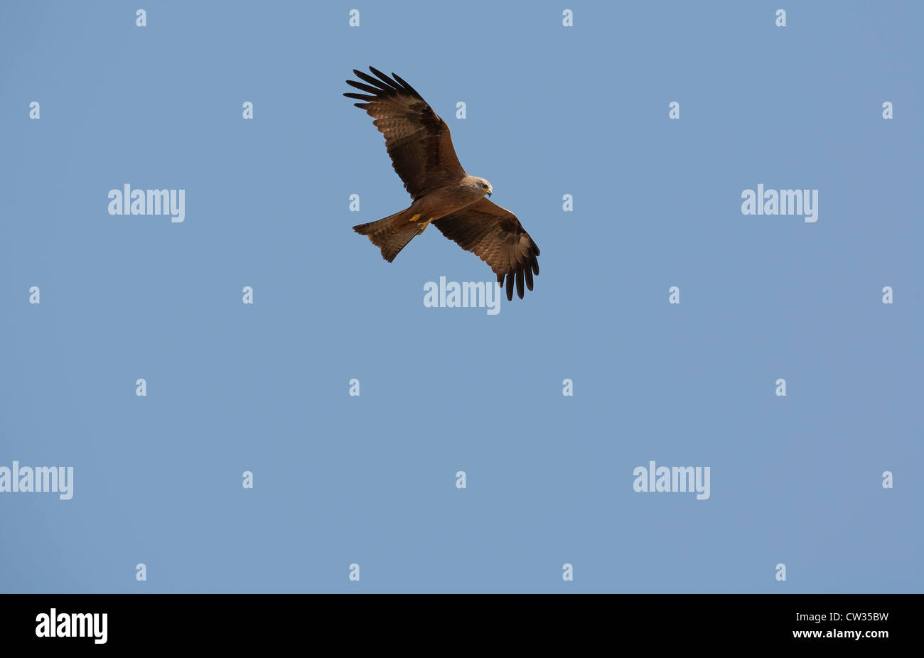 Black Kite [Milvus migrans] bird of prey soaring in clear blue sky in the Monfrague National Park, Extremadura, Spain, Europe. Stock Photo