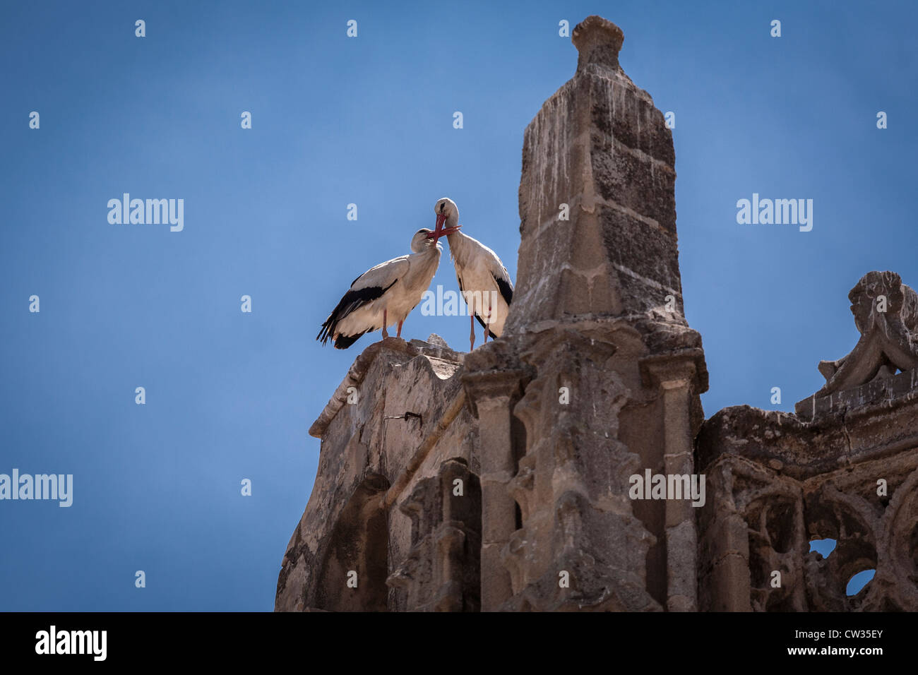 Puerto de Santa Maria, Andalucia, Spain, Europe. Storks on the Iglesia Mayor Prioral. [Priory Church] in the Plaza España. Stock Photo