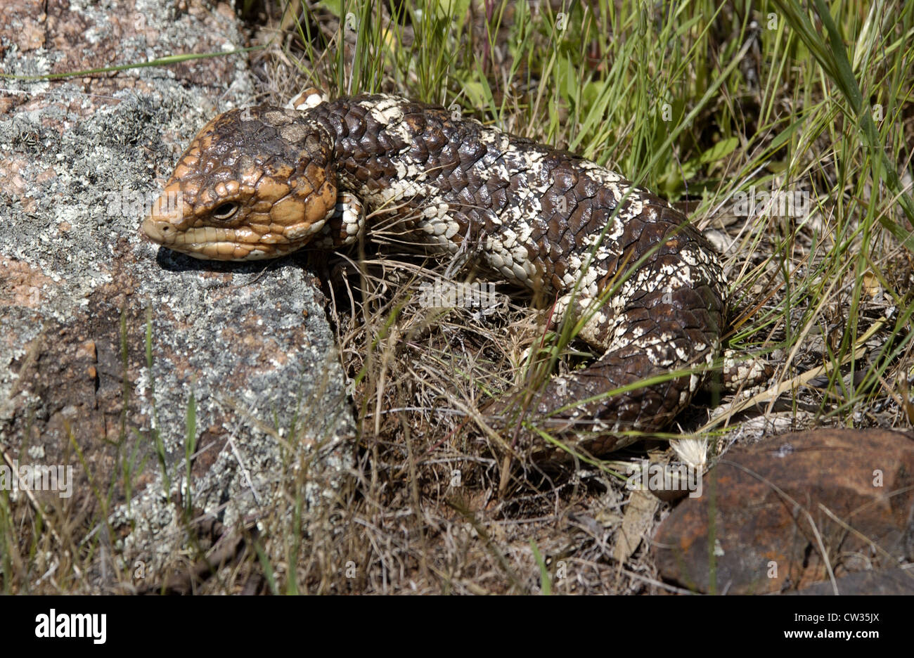 BOBTAIL (TRACHYDOSAURUS RUGOSUS) LIZARD WESTERN AUSTRALIA Stock Photo