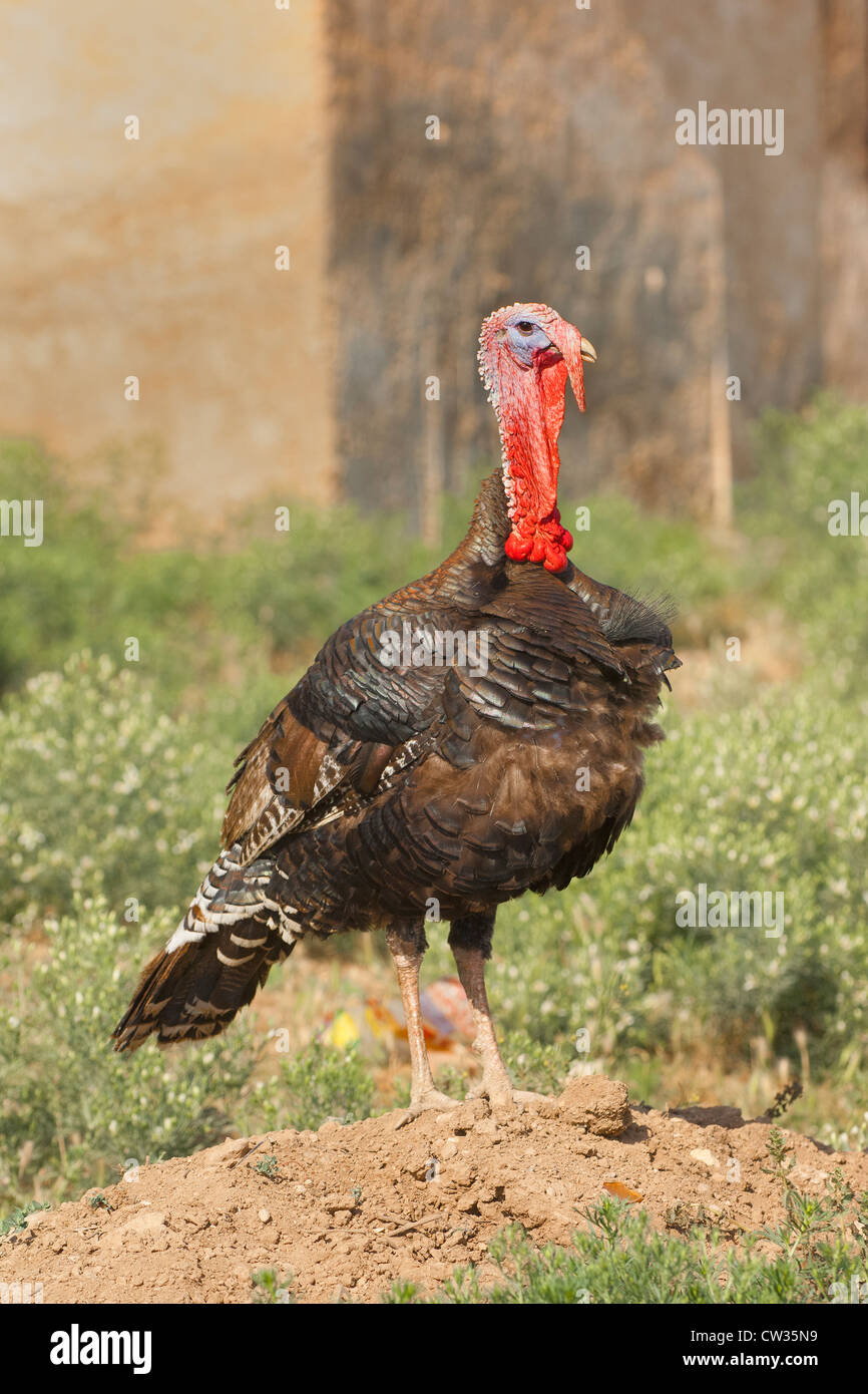 Domestic turkey, Eastern Turkey Stock Photo