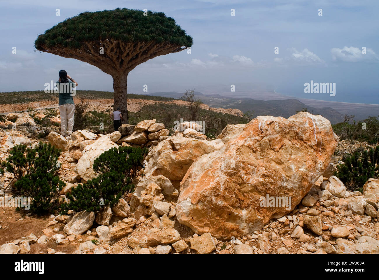 Dragon Blood Tree (Dracaena Cinnabari),  on the plateau of Dixam, Socotra Island, Yemen,  Western Asia, Arabian Peninsula. Stock Photo