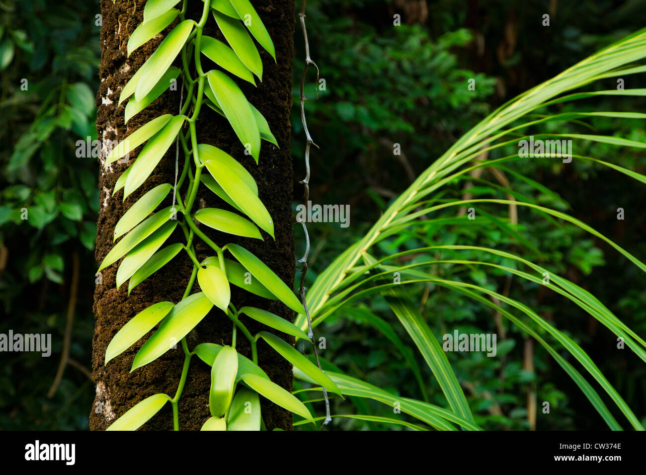 Vanilla plant(sp).Seychelles Stock Photo