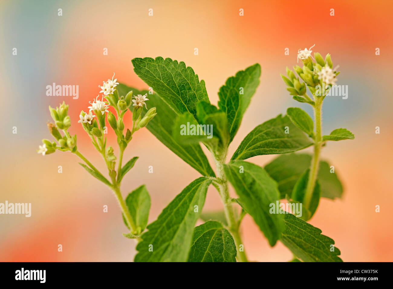Sweet herb. Stevia rebaudiana Stock Photo Alamy