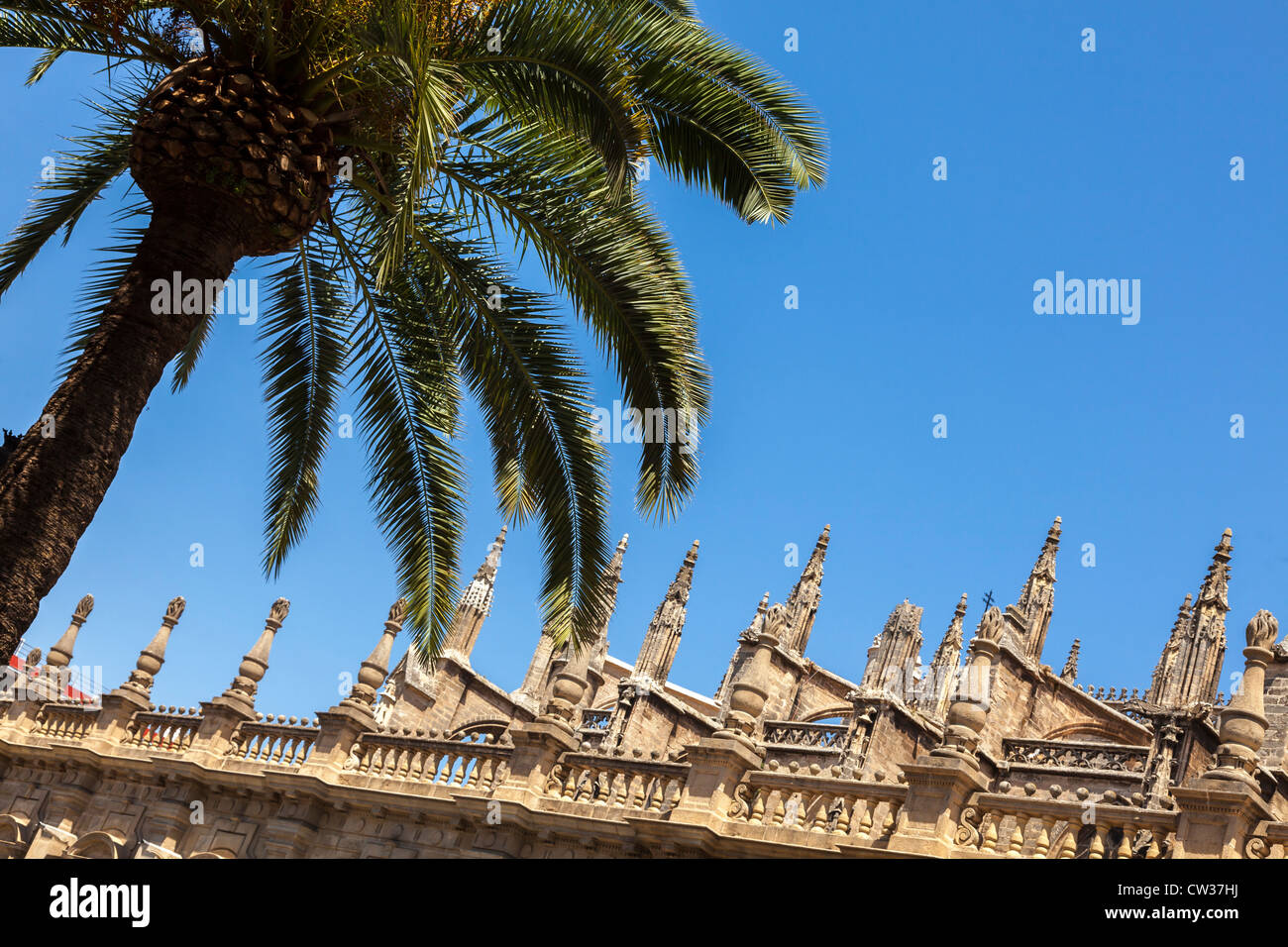 Seville, Andalusia, Spain, Europe. Palm tree seen in front of the roof of Cathedral of Saint Mary of the See. Stock Photo