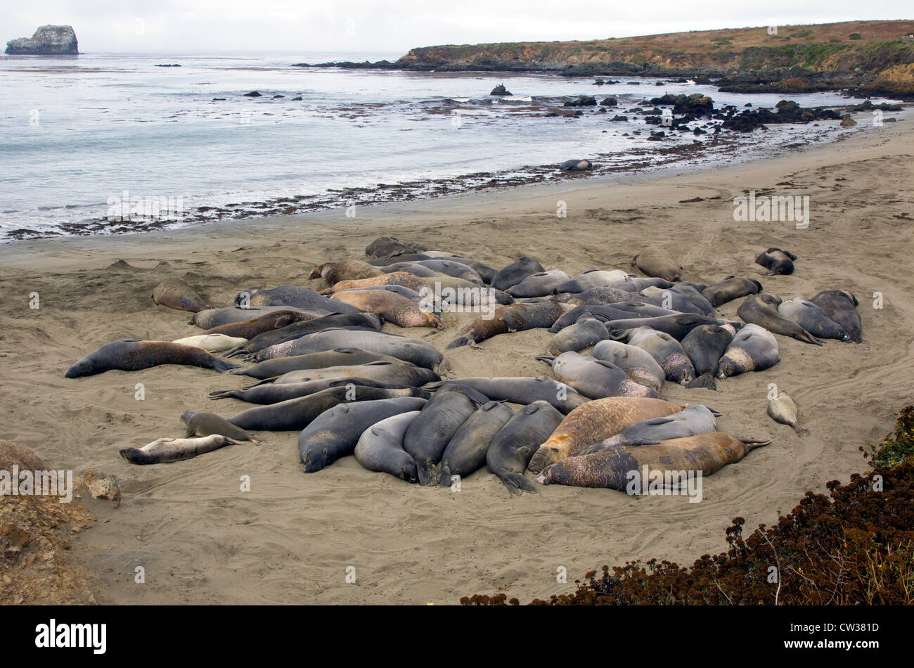 Circle of Elephant Seals on Beach Stock Photo