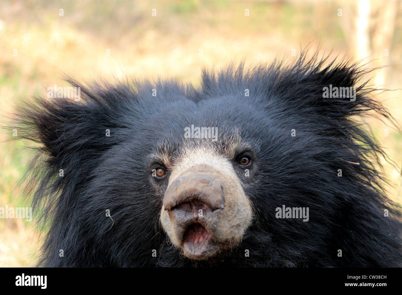 sloth bear, labiated bear, Kerala, India Stock Photo - Alamy