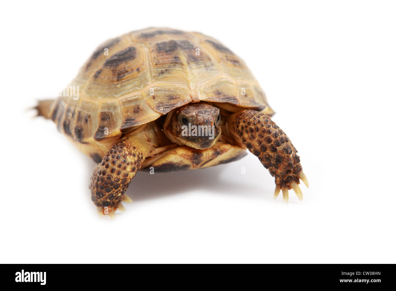 Russian tortoise, Horsfield's tortoise or Central Asian tortoise Agrionemys horsfieldii on white Stock Photo
