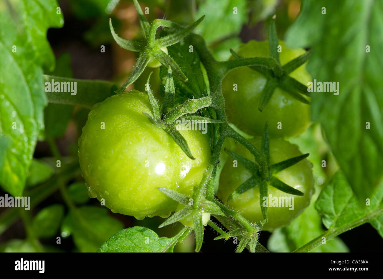 green tomatoes growing in english garden Stock Photo