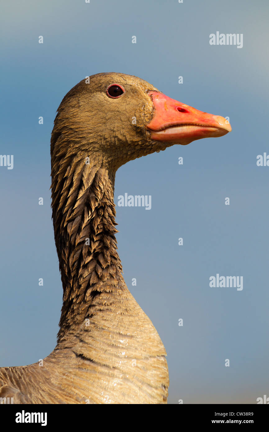 Greylag goose(Anser anser)Hungry Stock Photo