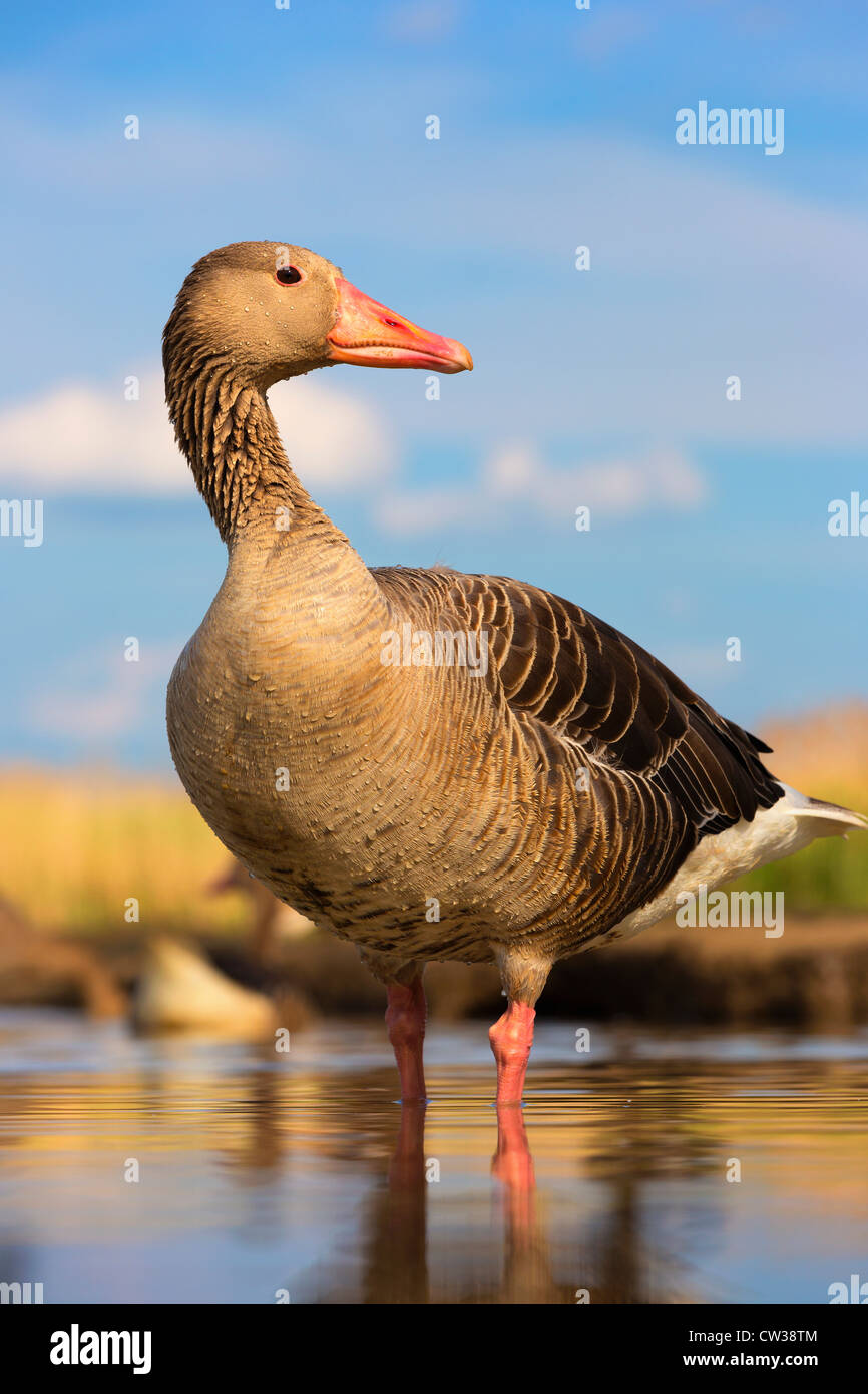 Greylag goose(Anser anser)Hungry Stock Photo