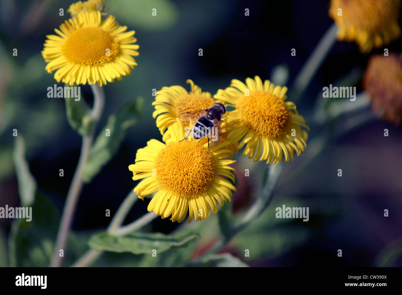 COMMON FLEABANE WITH BEE Stock Photo Alamy