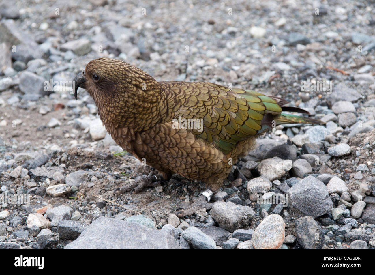 Keas are curious and very intelligent parrots living only in New Zealand's Southern Alpes.   Bergpapageien sind sehr neugierig. Stock Photo