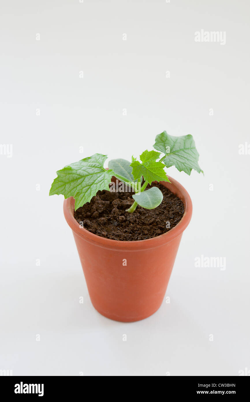 Young potted sponge cucumber Stock Photo
