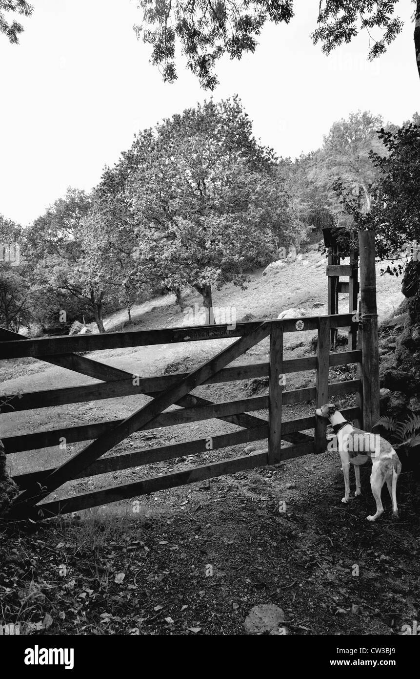Whippet waiting to go through Heavens Gate, near Lustleigh, Dartmoor Stock Photo