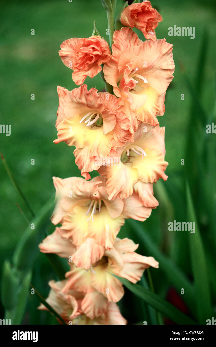 Gladiola Secrets You Never Knew Could Change Your Garden Forever