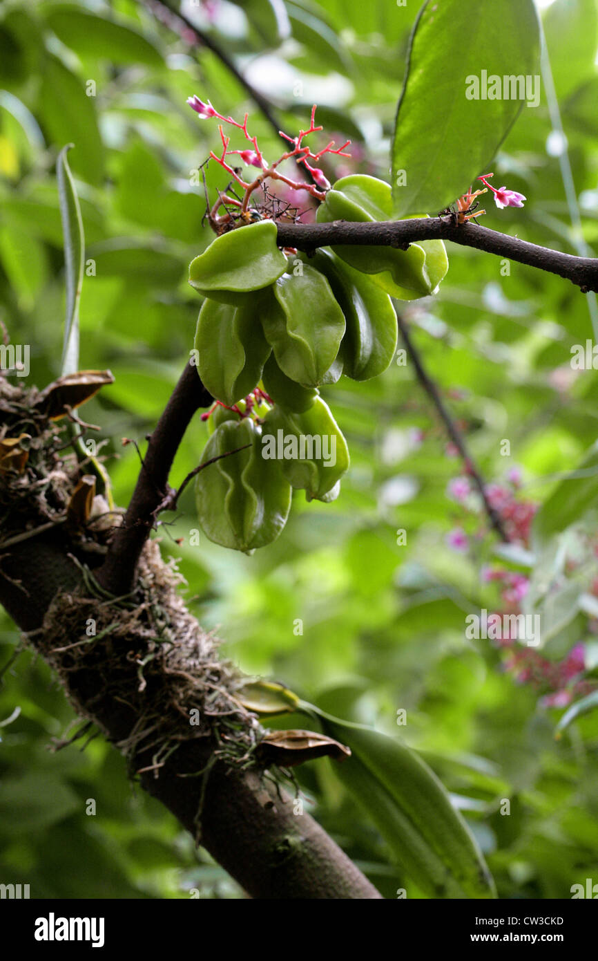 Carambola Star Fruit or Starfruit Tree, Averrhoa carambola, Oxalidaceae (Averrhoaceae), Malaysia, Java, Indonesia, Asia. Stock Photo