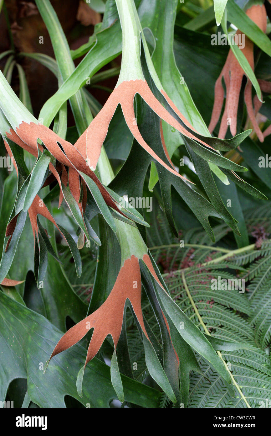 Elkhorn Fern, Platycerium bifurcatum, Polypodiaceae. Australasia. Aka Antelope Ears, Common Staghorn Fern. Stock Photo