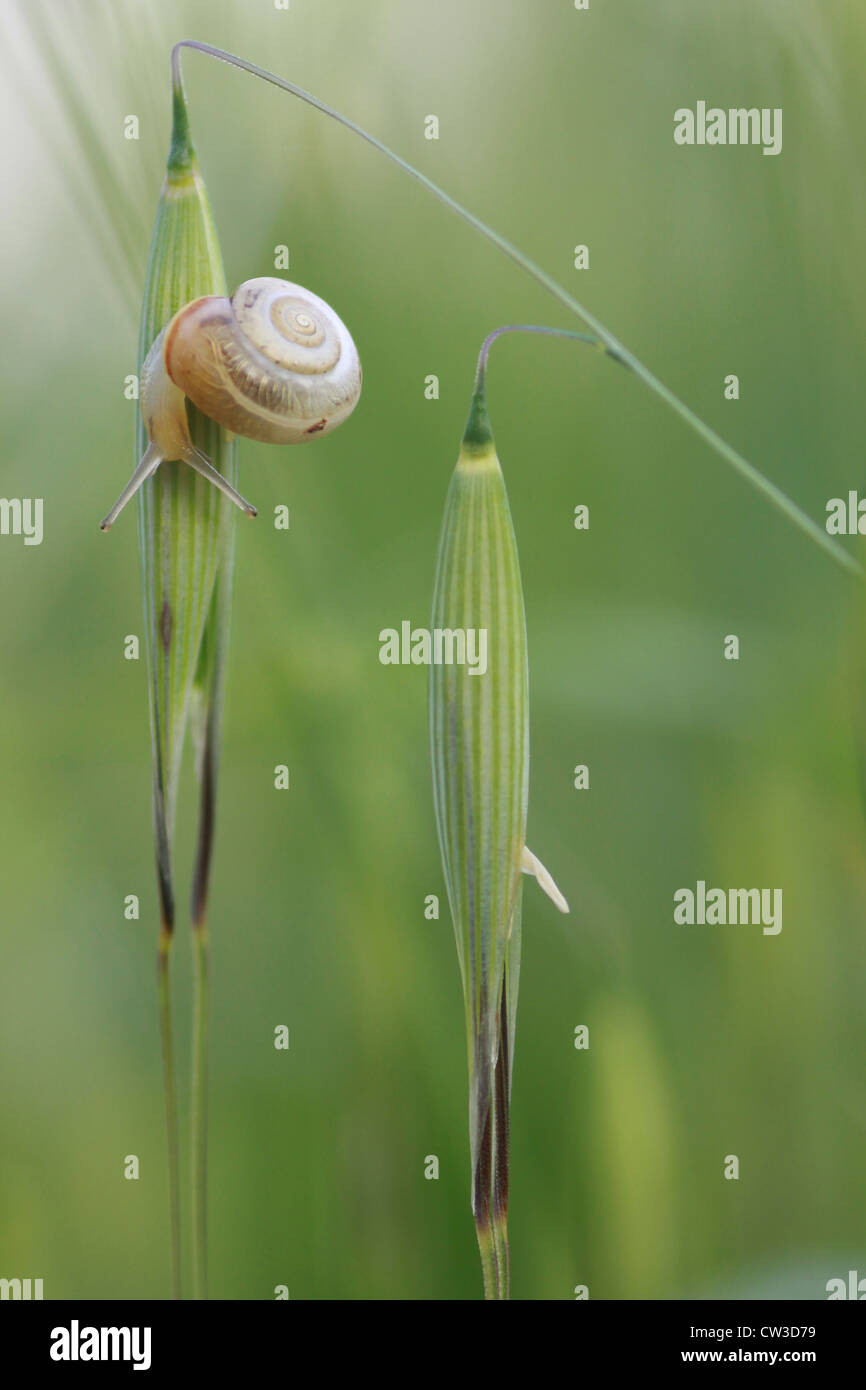 a snail on wild oats (Avena) Photographed in Israel in Spring Stock